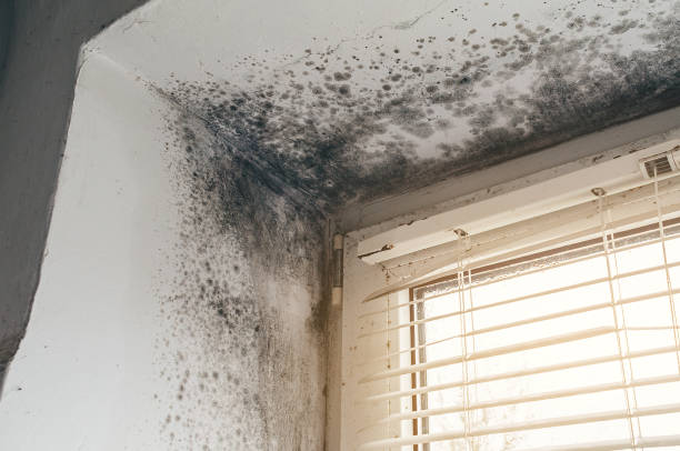 Affordable Hvac And Air Duct Mold Remediation solutions in Central City, IL